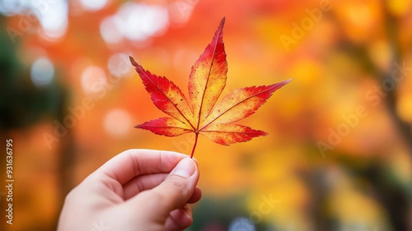 Fototapeta 手のひらに乗る秋の葉