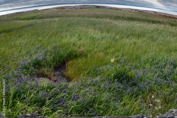 Fototapeta Northern meadow