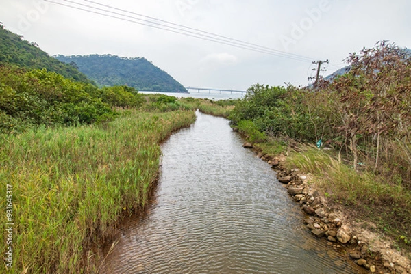Fototapeta Serene River Flowing Through a Coastal Mangrove Forest