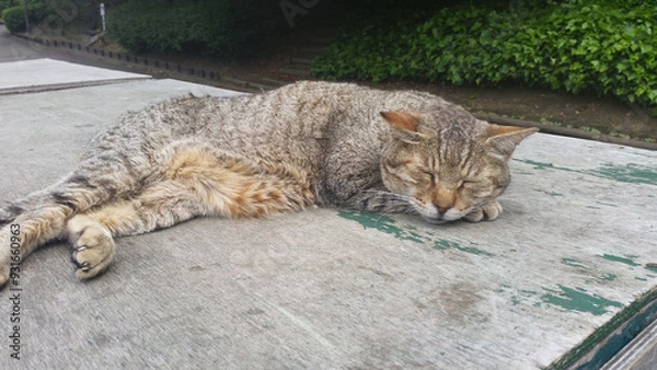 Fototapeta This is a picture of a cat dozing off.