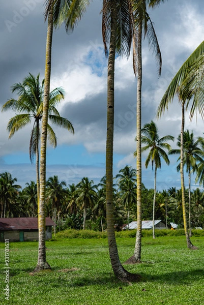 Fototapeta The Coconut Farm in Seram Island, Maluku Province, Indonesia