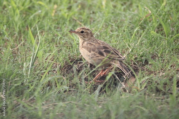 Obraz sparrow on grass