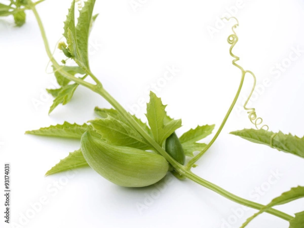 Obraz Achocha Vegetable