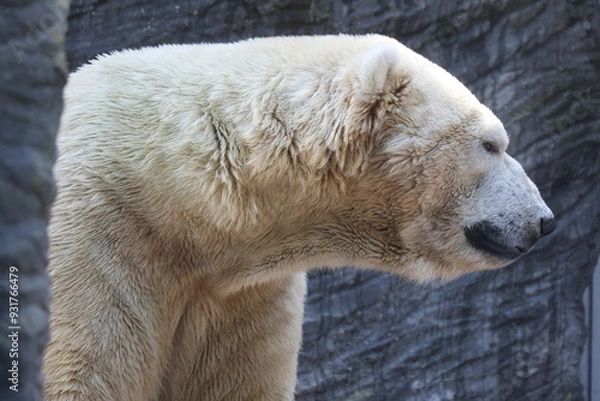Obraz Vue rapprochée de la tête d'un ours polaire blanc en captivité dans un parc zoologique avec une paroi gris foncé en arrière plan. Symbole de la solitude. Animal sauvage enfermé triste.
