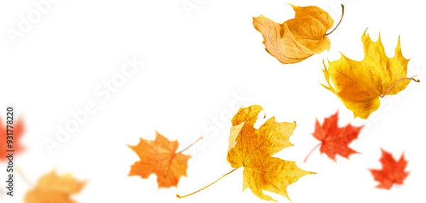 Fototapeta falling maple autumn leaves close up on white isolated background