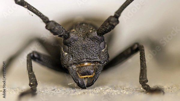 Fototapeta Tête de capricorne