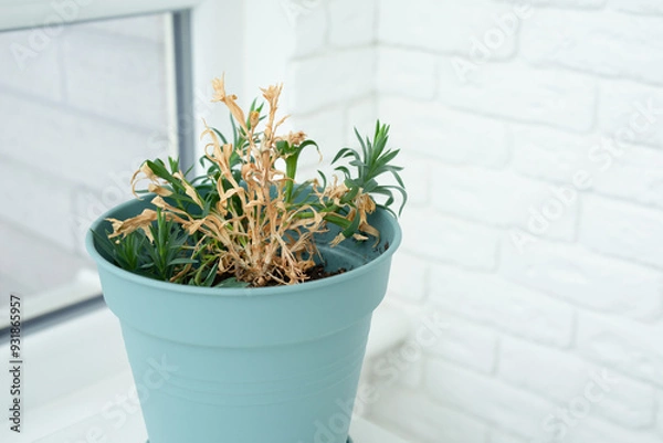 Fototapeta Wilted flower in a pot on the windowsill. Concept of aging, fading. Caring for house plants, diseases.
