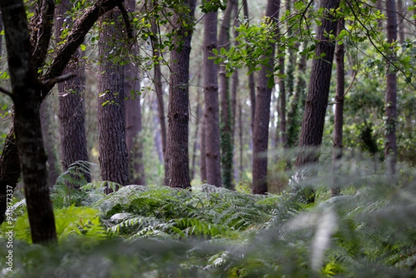 Fototapeta forêt des Landes