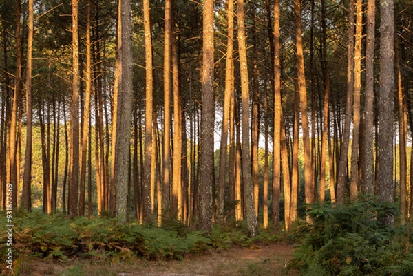 Fototapeta forêt des Landes