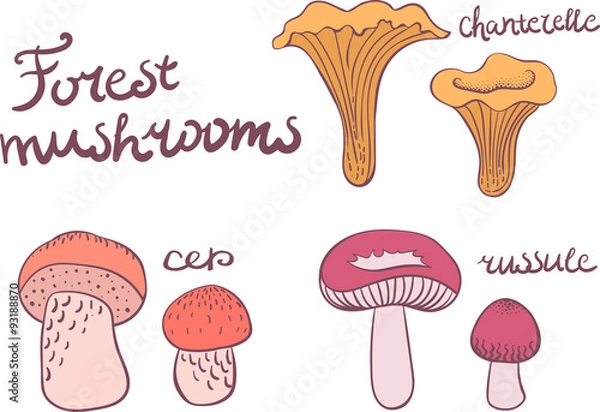 Fototapeta Forest mushrooms set 