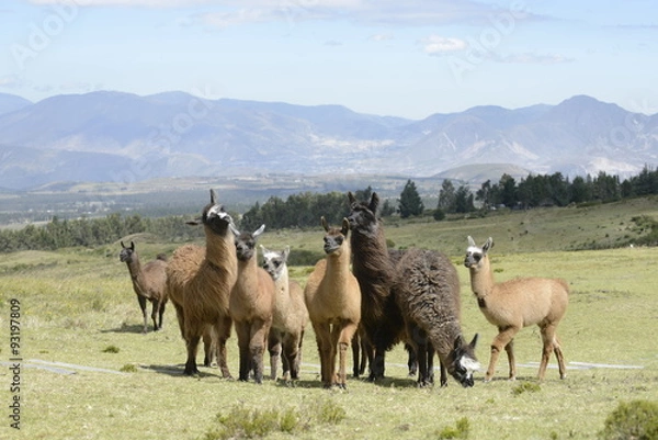 Obraz  Llama family.