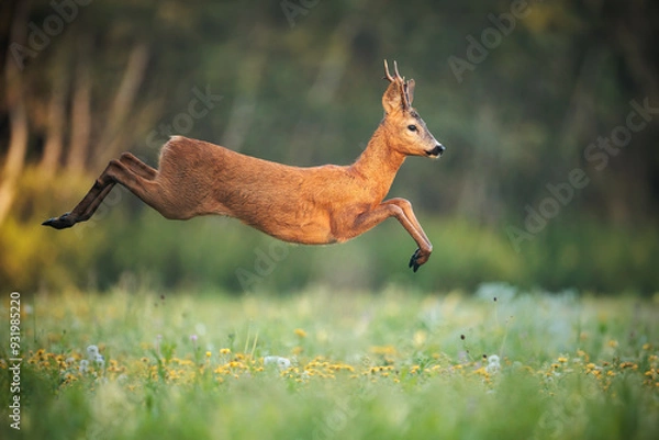 Fototapeta Roe Deer Buck Leaping Through Sunlit Meadow in Summer Nature