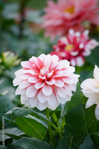 Fototapeta Red and white dahlia flowers. Its petals gradually change from red to white. Dahlia pinnata is a species of the genus Dahlia in the Asteraceae family, and is commonly known as garden dahlia.