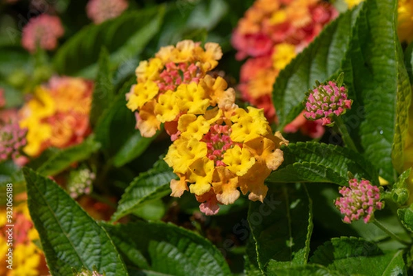 Obraz Close up of yellow Lantana flowers.