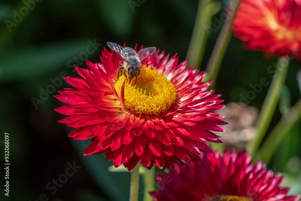 Obraz Close up of bee on a red Strawflower