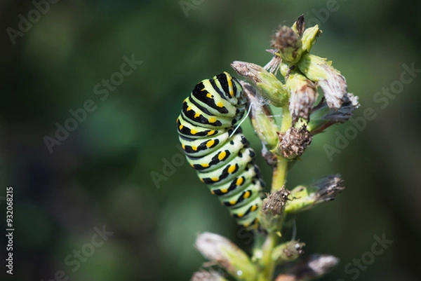 Obraz A close up of a blow swallowtail caterpiller on garden plant.
