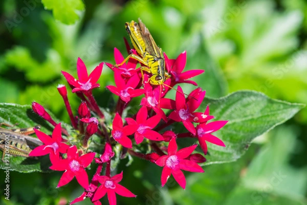Obraz A Two-striped Grasshopper on red Egyption Starcluster flower.