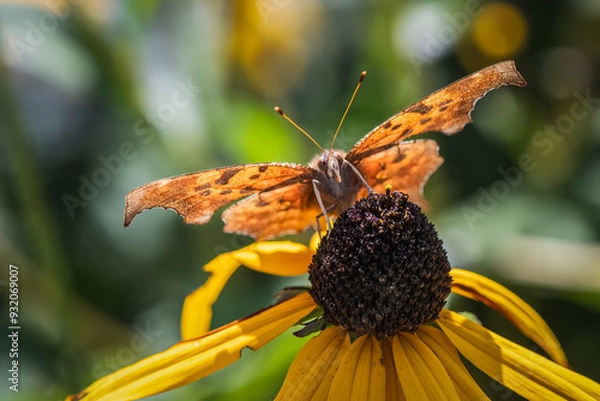 Obraz View of face of Eastern Comma Butterfly on Coneflower