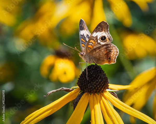 Obraz Close up of Common Buckeye Buttefly of Coneflower