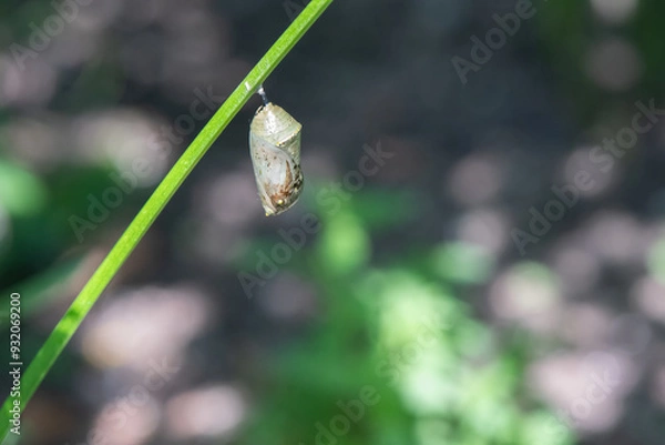 Obraz Monarch Butterfly Chrysalis on plant stem close up