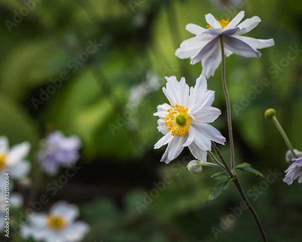 Obraz 'Wild Swan' anenome flower in garden