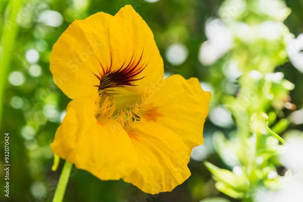 Obraz Close up of Yellow Nasturtium Flower