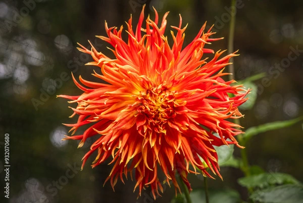 Obraz A 'Show N Tell' Dahlia Flower