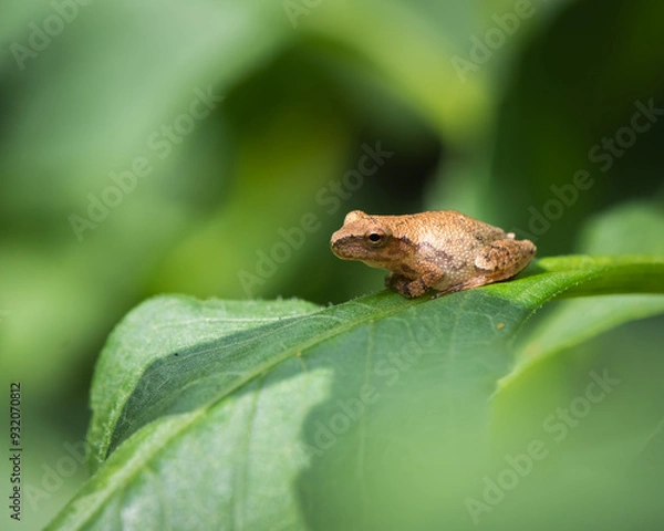 Obraz A spring peeper from on a leaf in garden.