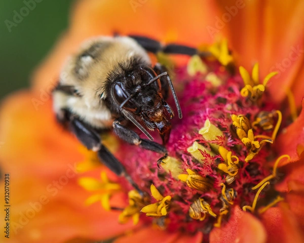 Obraz Close up of bee on orange zinnia flower.