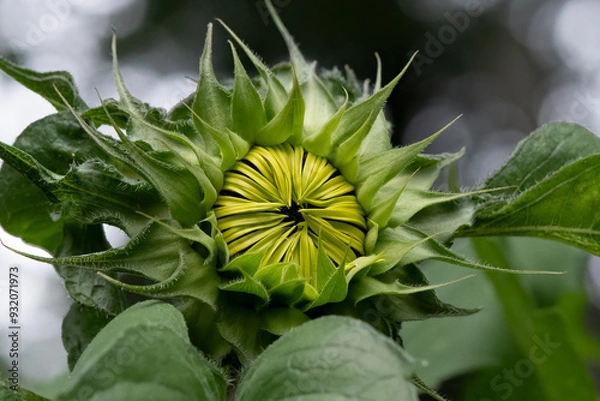 Obraz Close up of Sunflower petals prior to opening.