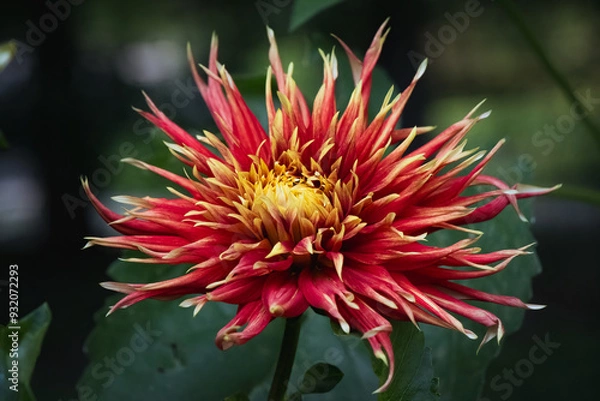 Obraz 'Show N Tell' Cactus dahlia in bloom