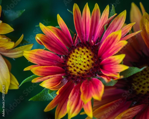Obraz Close up of Blanket Flower