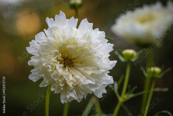 Obraz White Cosmos 'Double Click Snow Puff' flower