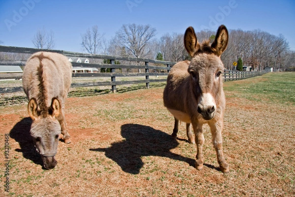 Obraz Mini Donkeys