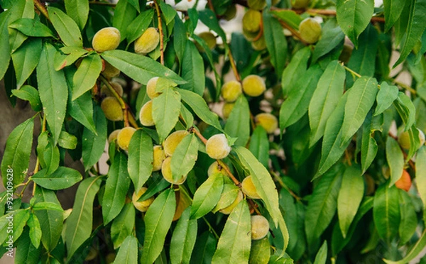 Fototapeta Young fresh green peaches and green leaves in the orchard on a sunny summer day, beautiful outdoor background.