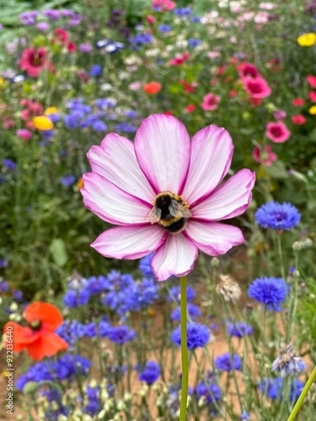 Obraz Bumblebee on a pink flower closeup