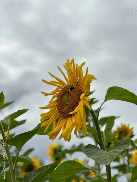Obraz sunflower and bee