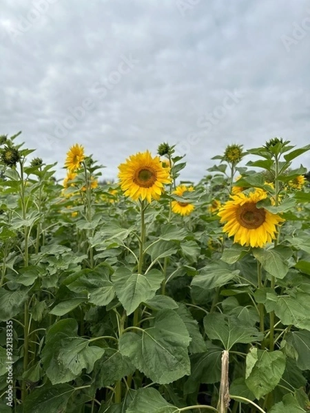 Obraz field of sunflowers