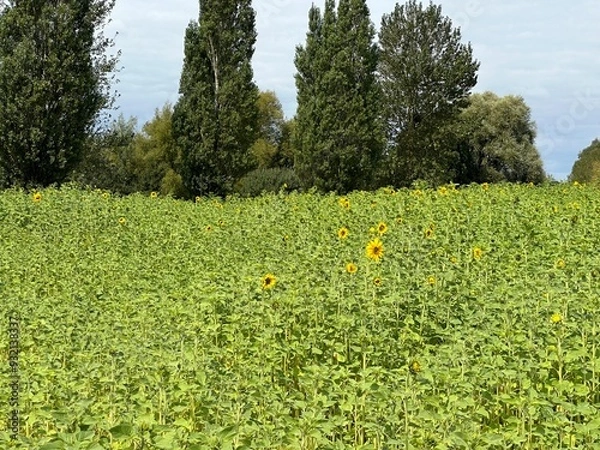 Obraz Field of sunflowers