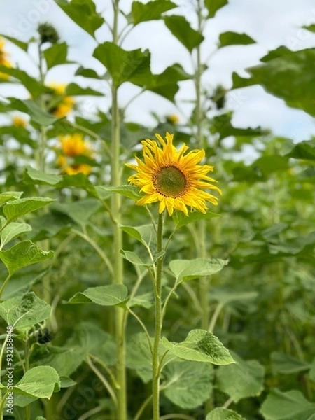 Obraz Closeup of a Sunflower growing in a farm field