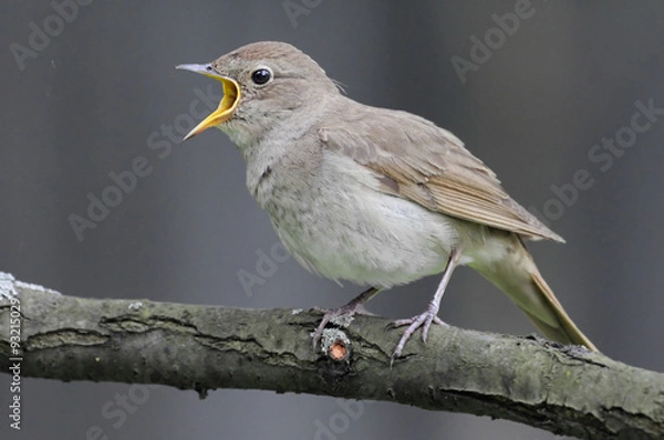 Obraz Singing nightingale against grey background