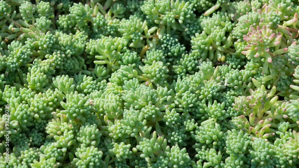 Fototapeta Sedum 