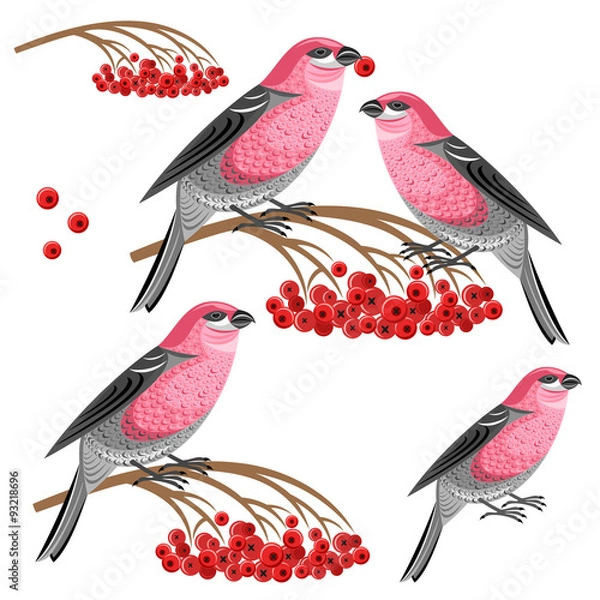 Fototapeta Pine grosbeak