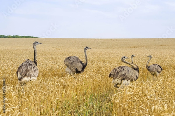 Obraz Amerykańskie większe rheas