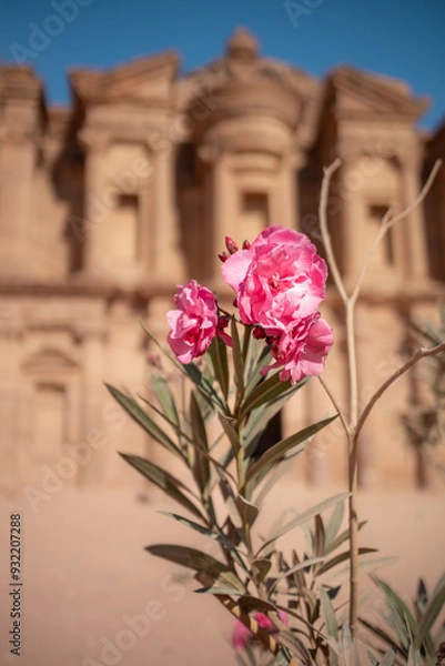 Fototapeta Vertical Scenery of Nerium Oleander with Shallow Depth of Field Background of Majestic Architectural Building in Petra. Beautiful Pink Flower with Ed-Deir Monument in Jordan.