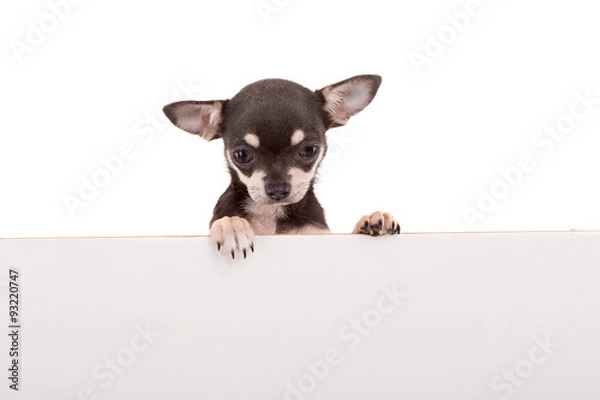 Obraz Chihuahua puppy