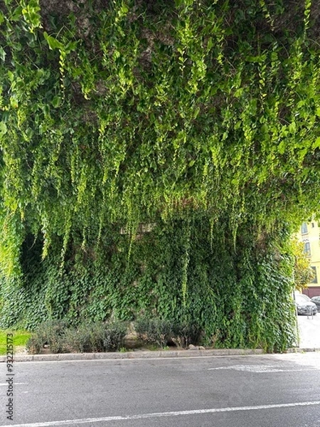 Obraz beautiful plants under the bridge