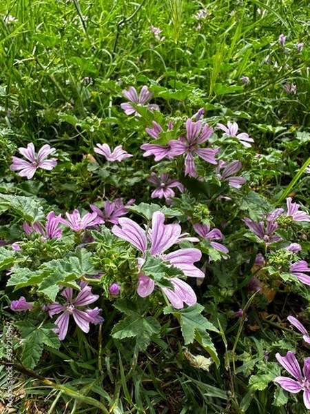 Obraz pink and white flowers