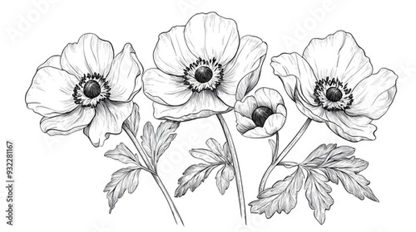 Obraz Vector illustration of anemone floral botanical flowers