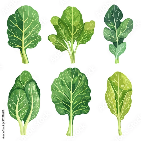 Fototapeta Vector Collard Greens simple and m